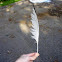 Seagull Feather