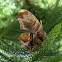 Tiger Leafwing