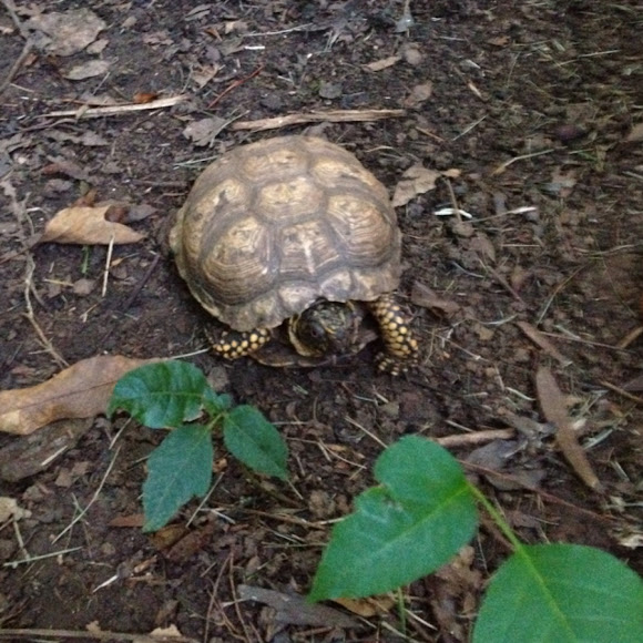 Spotting Image 1