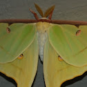 Luna moth