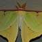 Luna moth