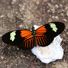 Common Longwing