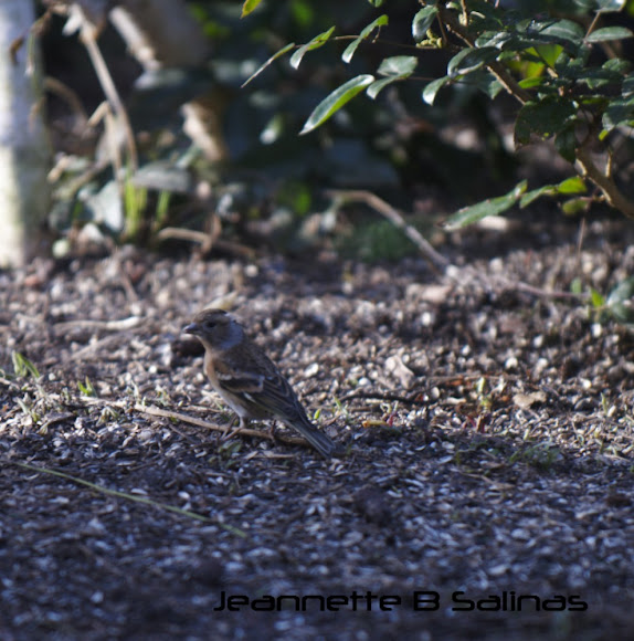 Spotting Image 1