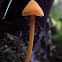 Salmon Unicorn Entoloma