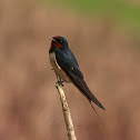 barn swallow