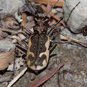 Tiger Beetle
