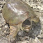 Common Snapping Turtle