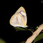 Striped Albatross