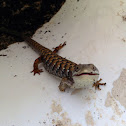 San Diego Alligator Lizard
