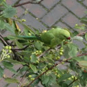 Rose-ringed Parakeet