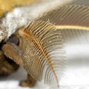 Polyphemus Moth