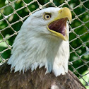 American bald eagle