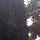 Giant Cicada