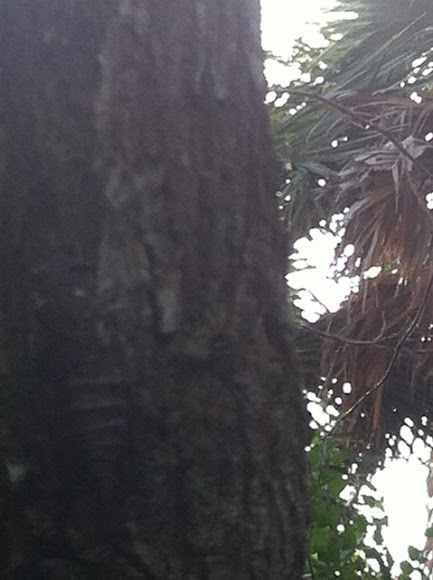 Spotting Image 1
