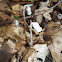 Ghost Plant, Indian Pipe, or Corpse Plant 