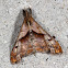 Dark-Spotted Palthis