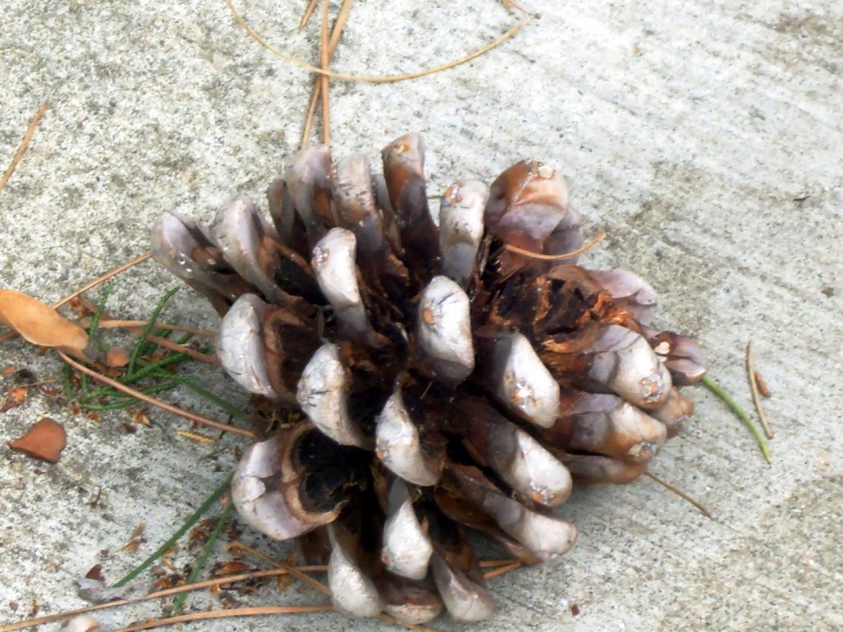 lodge pole pine cone