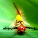 Colorful Caterpillar