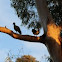 Australian Wood Ducks