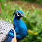 Indian Peafowl