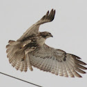 Red-tailed Hawk