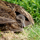 Eider Duck