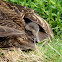 Eider Duck