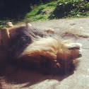 African Lion
