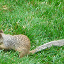 Squirrel