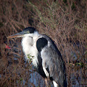 Cocoi Heron