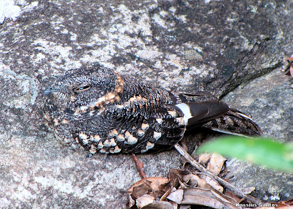 Spotting Image 1