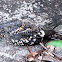 Band-winged Nightjar