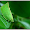 Acanaloniid planthopper