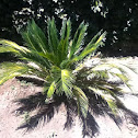 Sego palm
