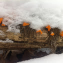 Witches butter