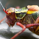 Saw-Tailed Bush-Cricket