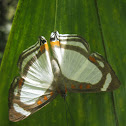 Banner Metalmark