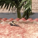 Black Spiny-tailed Iguana