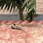 Black Spiny-tailed Iguana