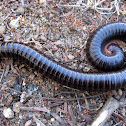 Millipede