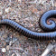 Millipede