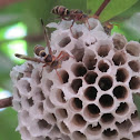 Asian paper wasp