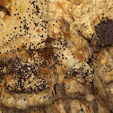 Unknown bats