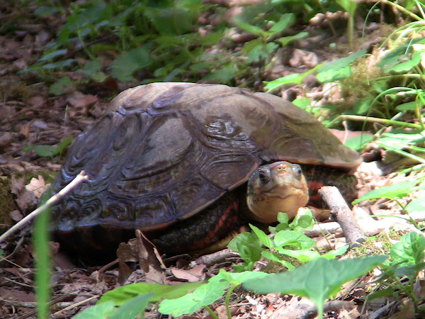 Honduran Wood Turtle | Project Noah
