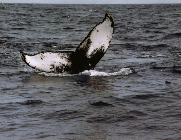 Spotting Image 1