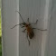 Margined Leatherwing Beetle