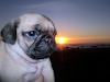 Pug Carlinos Oferta Dia Del Nino Hasta El Domin