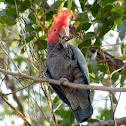 Gang Gang Cockatoo