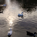 Chinese Goose