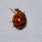 asian lady beetle